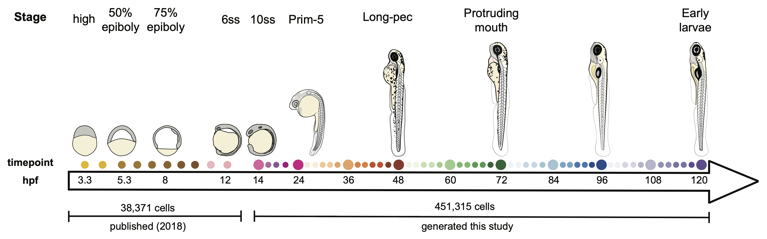 Developmental stages represented in Daniocell
